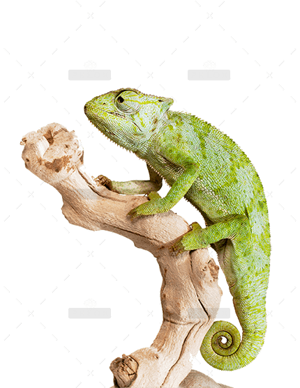 demo-attachment-1178-graceful-chameleon-PEWXWX6-2