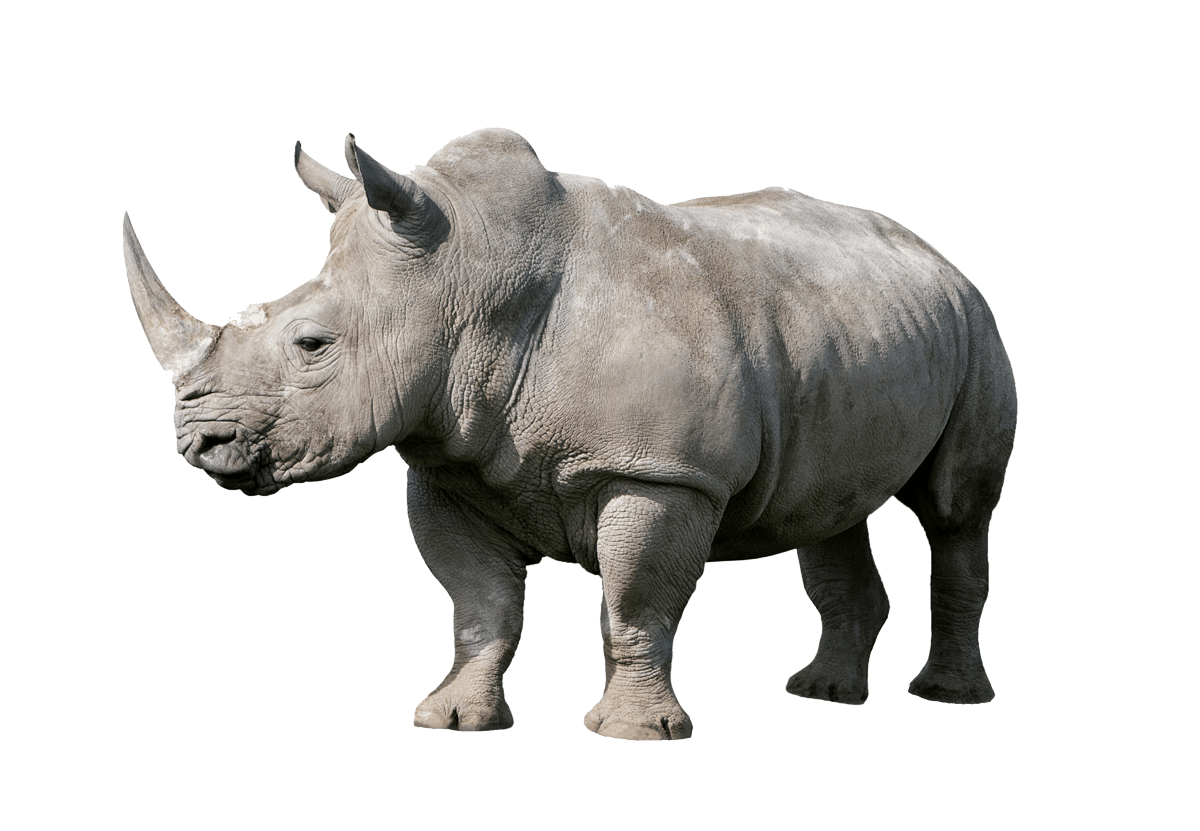 demo-attachment-757-rhinoceros-PX4THQT
