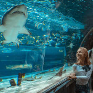 showing-her-the-sharks-GHR4ZKN-1.webp